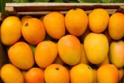 This Kerala Mango Variety First From The State To Get GI Tag