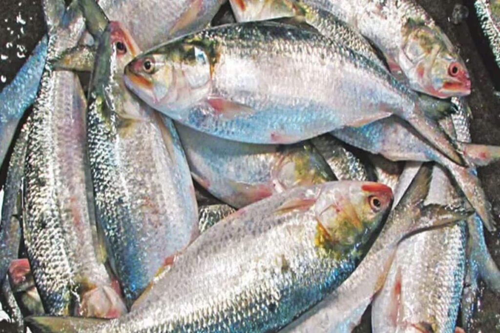 In Bengal's Murshidabad, Prices Of Hilsa Drop Ahead Of Jamai Sashti