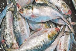 In Bengal's Murshidabad, Prices Of Hilsa Drop Ahead Of Jamai Sashti