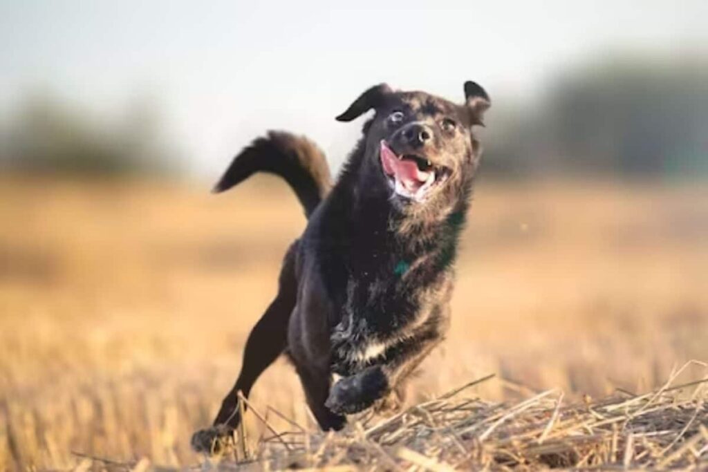 Uptick In Pet Dog Attacks In Cities? Take A Look At Recent Cases Of Canine Ferocity