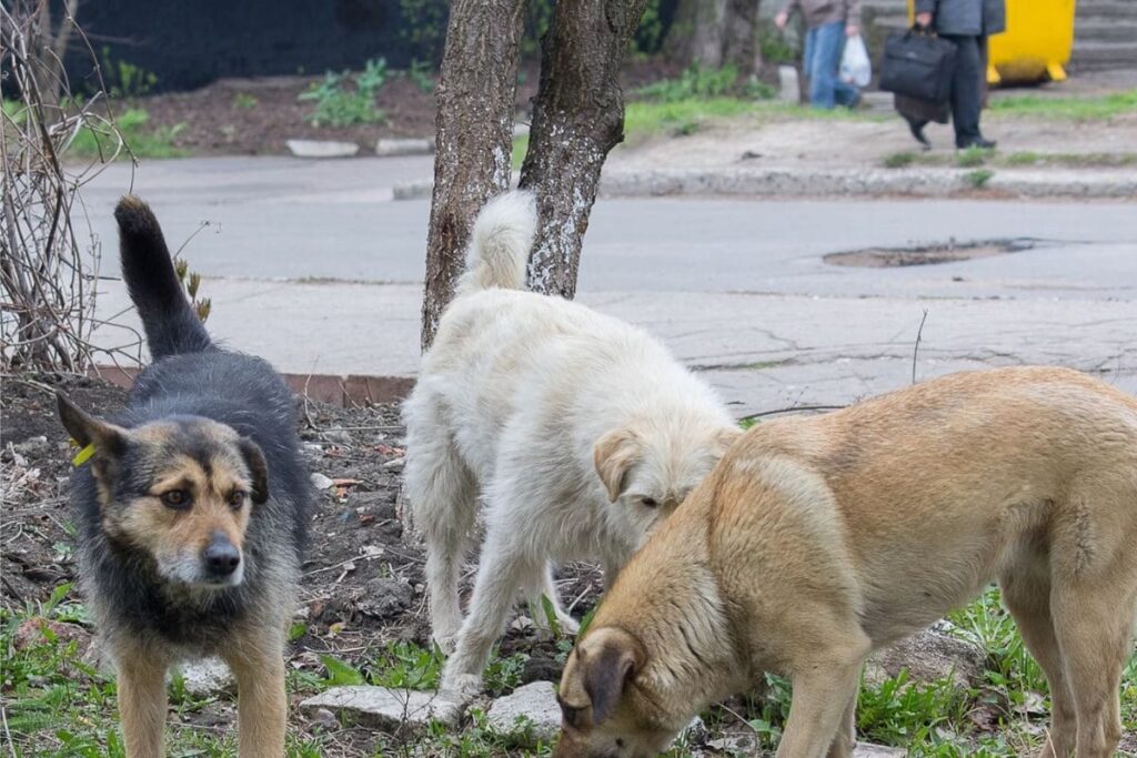 Five-month-old Baby Mauled to Death by Dog in Telangana