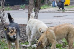 Five-month-old Baby Mauled to Death by Dog in Telangana