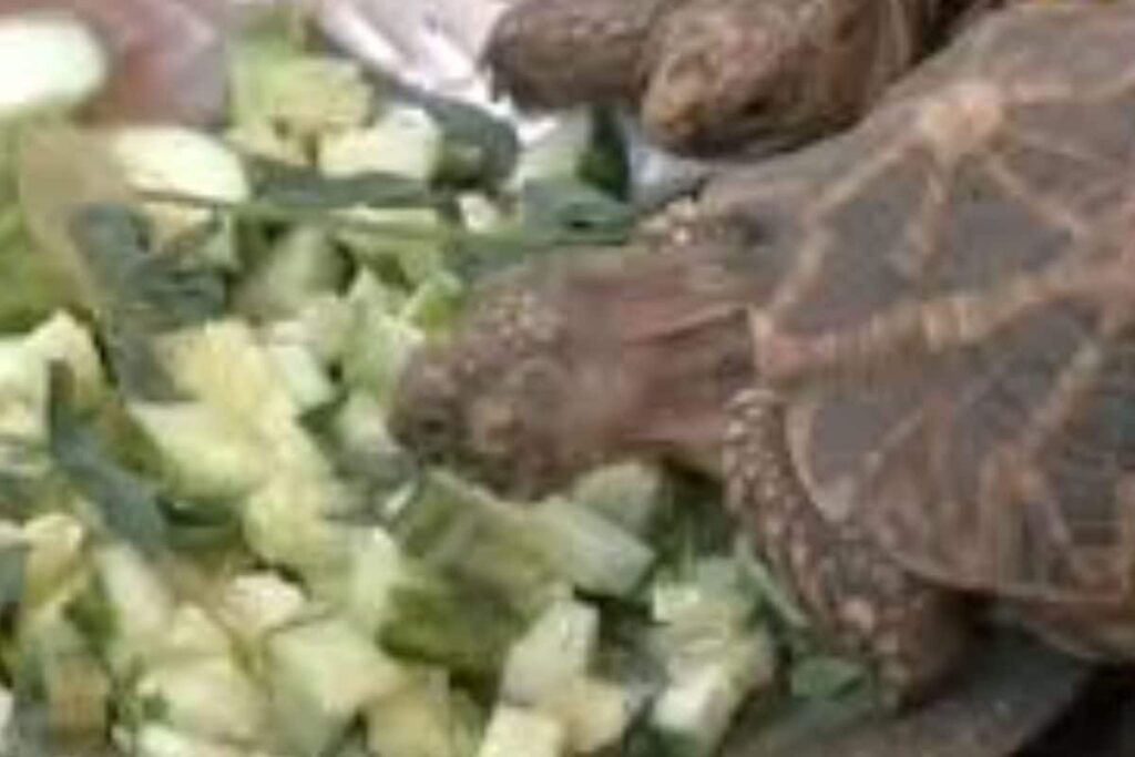 Puducherry Forest Dept Undertakes Measures To Protect Animals From Scorching Heat