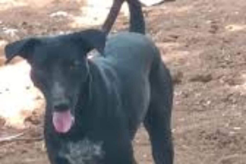 In Karnataka's Chitradurga, Dog Saves Sleeping Farmer From Cobra