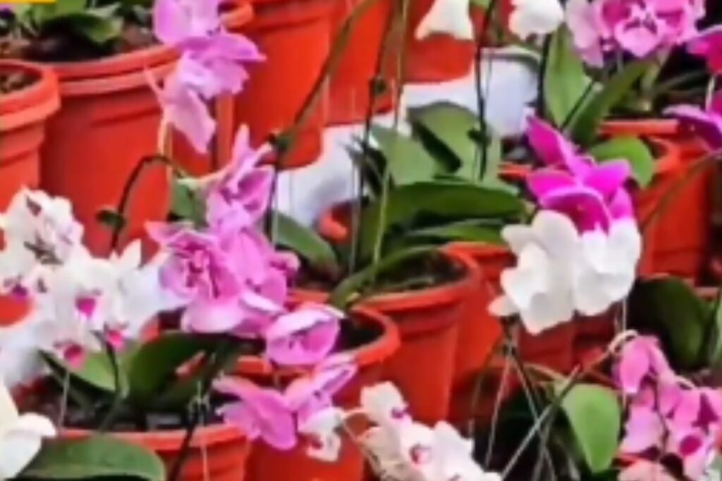 Why The Ongoing 126th Ooty Annual Flower Festival Is A Must-visit