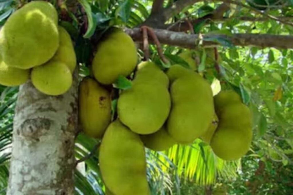 When This Jackfruit Tree, Now Enshrined At A Temple, Saved The King Of Travancore