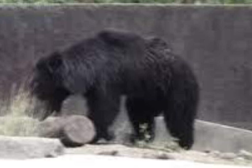 Why Kakatiya Zoological Park In Telangana Is A Must-visit This Summer