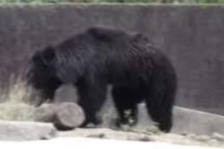 Why Kakatiya Zoological Park In Telangana Is A Must-visit This Summer