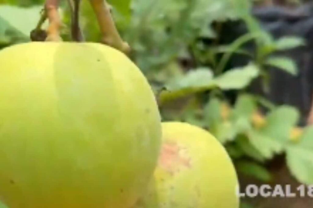 Udupi Farmer Earns Rs 3 Lakh Selling Just 1 Kg Of Japanese Mango