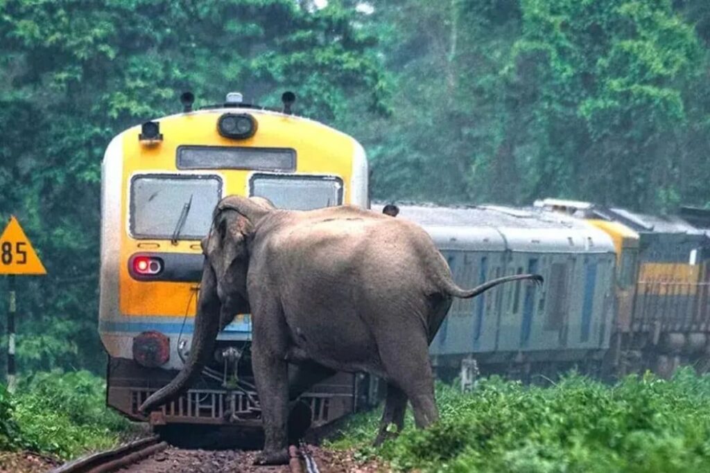 In Kerala, AI-based Gajraj System Installed To Curb Elephant Deaths At Railway Crossings