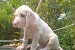 This Telangana Man's Indian Bully Dog Provides Protection Equivalent To Z-category Security