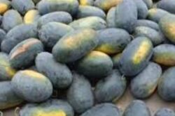 Assam Farmer Earns Rs 3 Lakh With Watermelon Cultivation On 16 Bighas