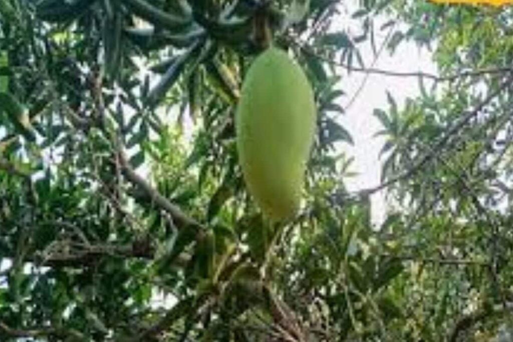 In This Telangana District, Mango Groves Thrive, But Farmers Struggle Without Local Markets