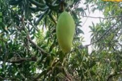 In This Telangana District, Mango Groves Thrive, But Farmers Struggle Without Local Markets