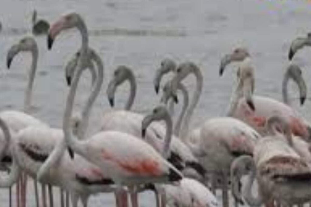 Thousands Of Australian Flamingos Flock To  Puducherry’s Osudu Lake For Breeding