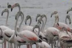 Thousands Of Australian Flamingos Flock To  Puducherry’s Osudu Lake For Breeding