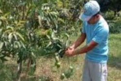 Bengal Farmer Cultivates New Variety Of Mango That Is Available All Year Round