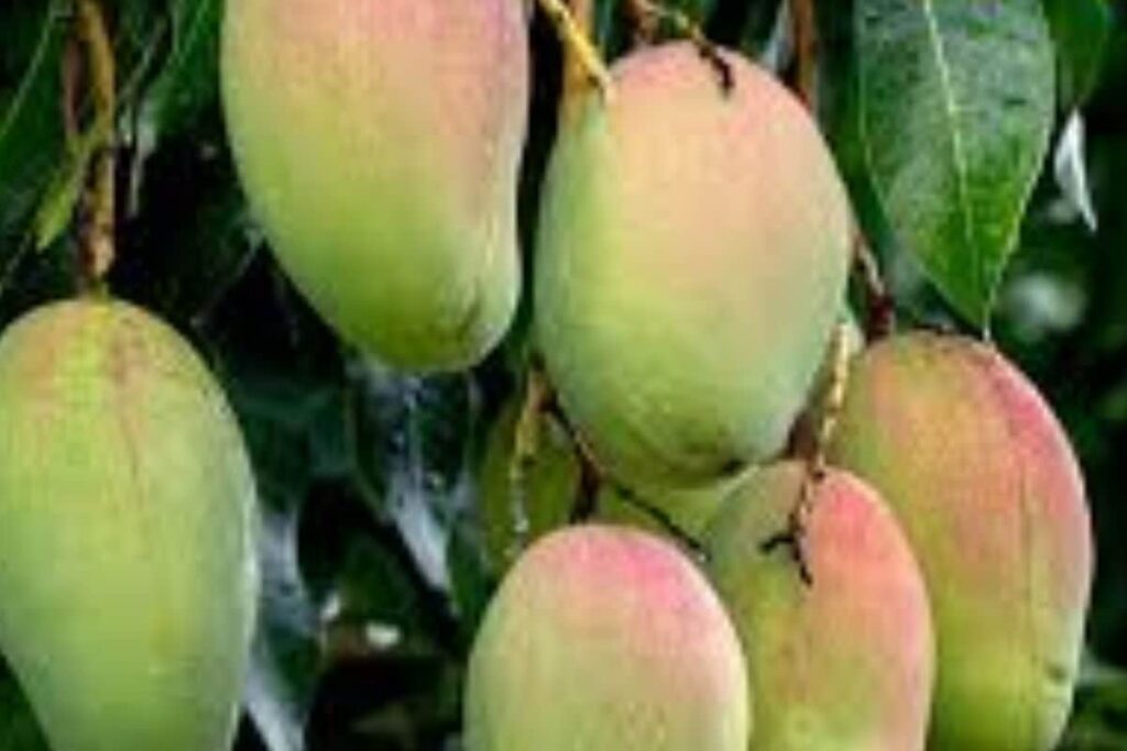Why These Two Varieties Of Mangoes Are Popular In West Bengal's Murshidabad