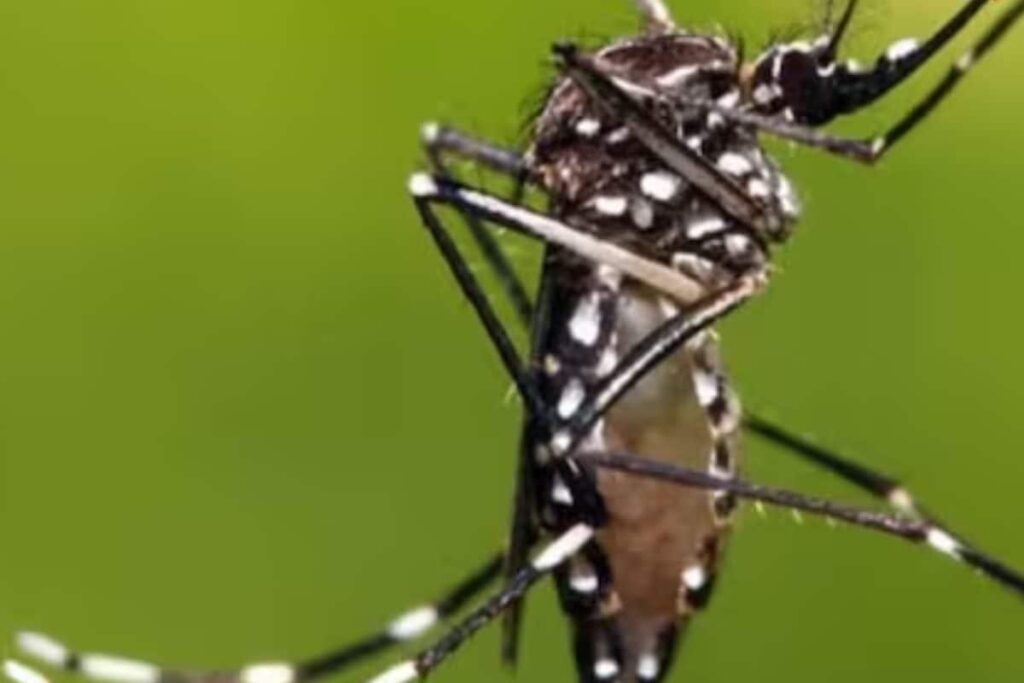 Japanese Encephalitis: Know Causes, Symptoms And Prevention