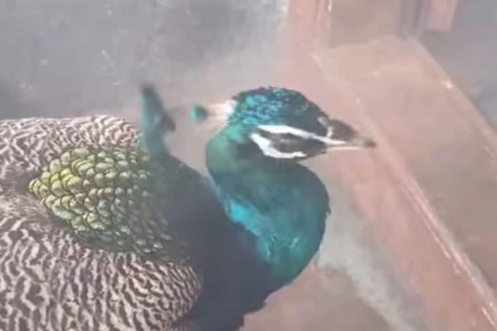 In Tamil Nadu's Tiruppur, Peacock Enters Arulmigu Subramaniya Swamy Temple's Sanctum Sanctorum
