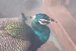 In Tamil Nadu's Tiruppur, Peacock Enters Arulmigu Subramaniya Swamy Temple's Sanctum Sanctorum