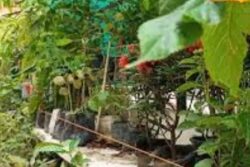 To Combat Indoor Heat, Bring These Houseplants Home