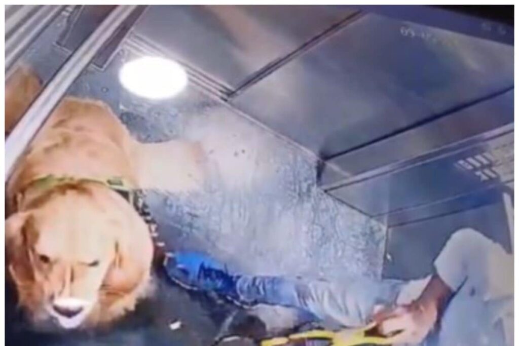 Caught On Cam | Dog-walker Hits Golden Retriever Inside Gurugram Apartment Lift