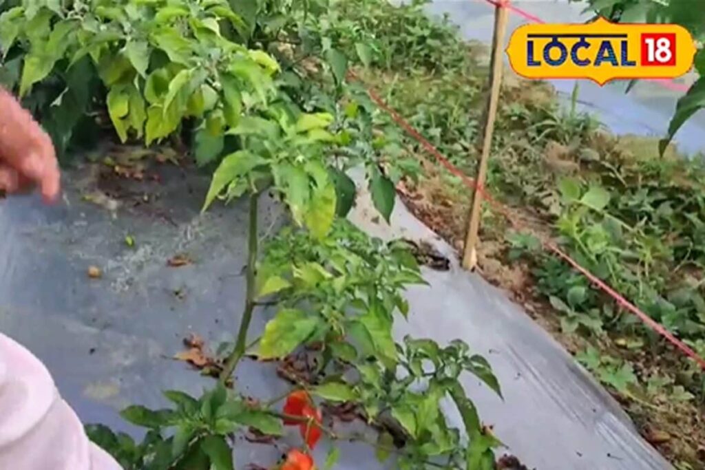 In Assam’s Tinsukia, This Farmer’s Bhut Jolokia Cultivation Is Helping Locals