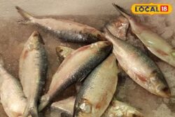 Jamai Sashti 2024: Hilsa Fish Prices Surge Before The Festival