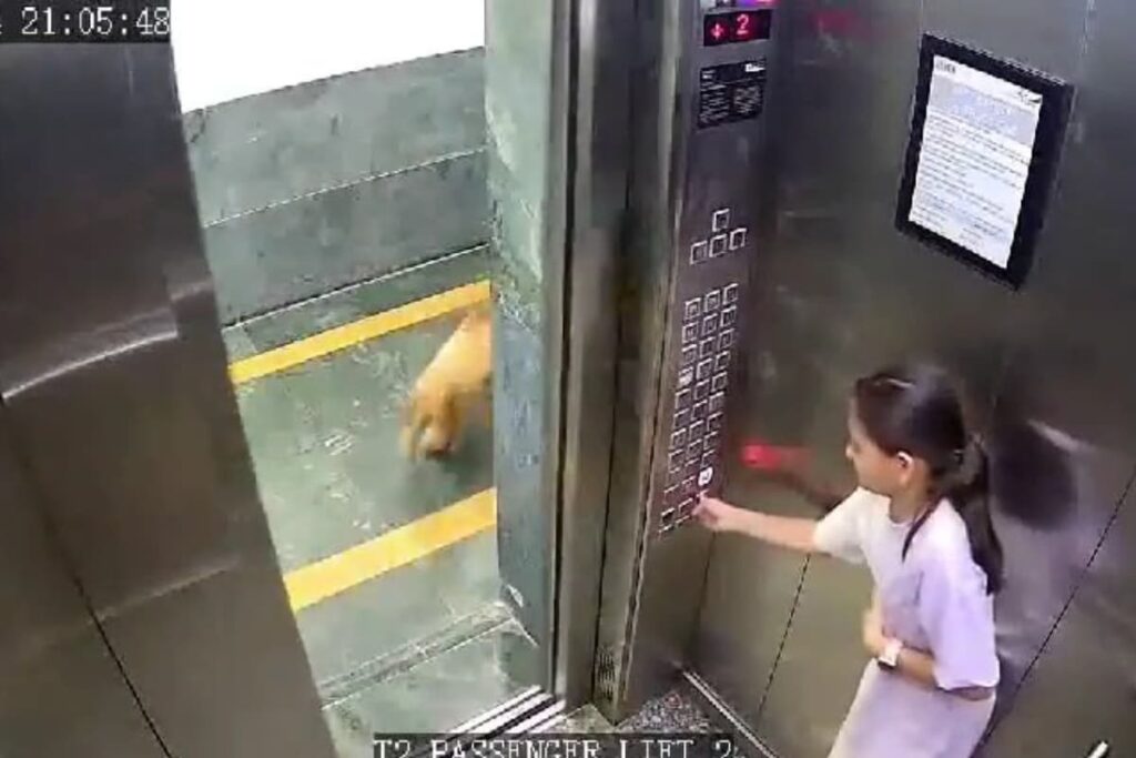 On Cam | Teenage Girl Attacked By Dog In A Noida Housing Society Lift