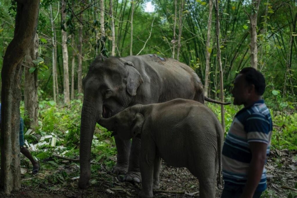 6 Vehicles, 22 Staff Members: How Anant Ambani's Vantara Liberated Ailing Elephant Pratima, Her Calf from Tripura