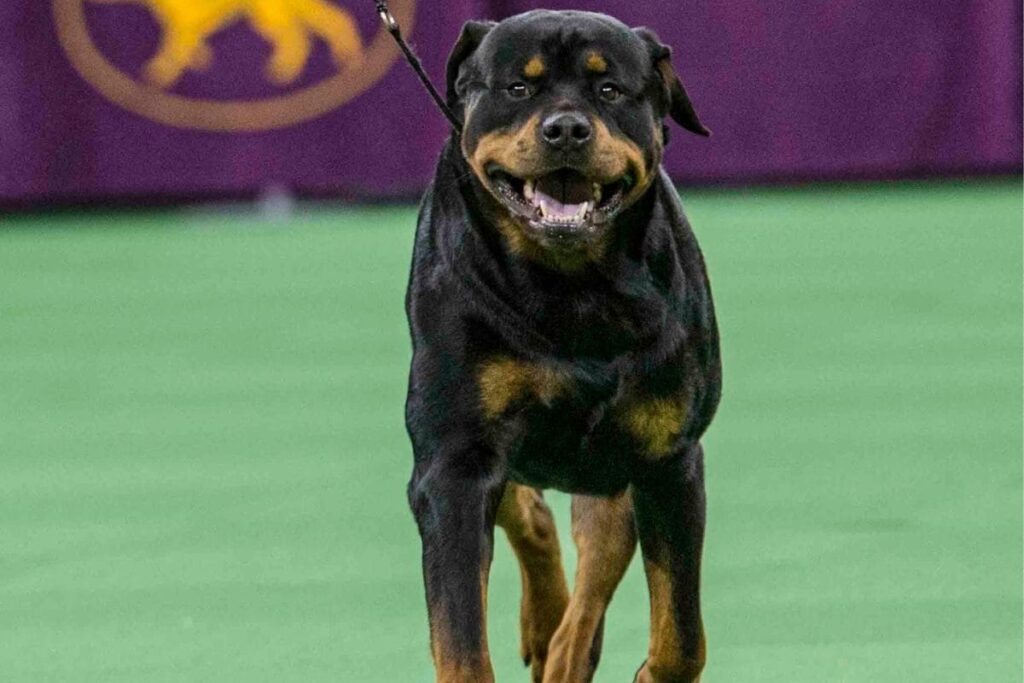 Chennai: Two Rottweilers Attack 5-yr-old Girl In Park, Owner Arrested