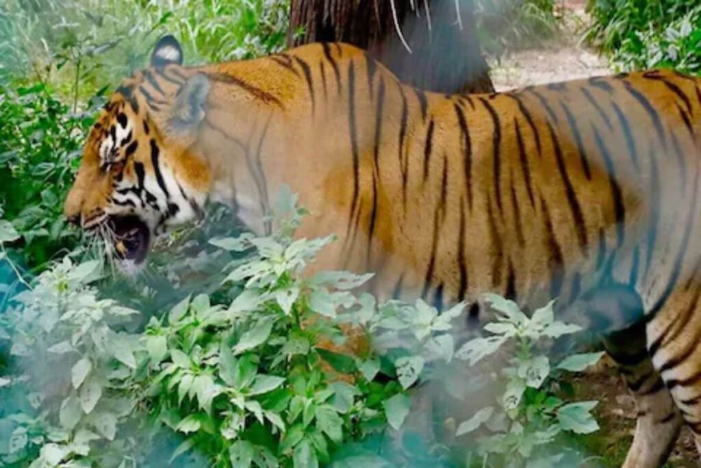 Man Mauled To Death By Tiger In Maharashtra’s Chandrapur