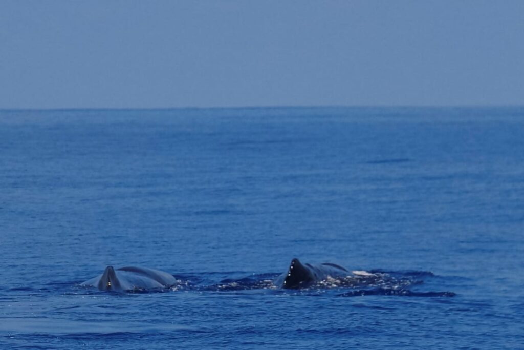 Indian Ocean Warming Threatens Severe Cyclones, Heavy Rainfall And Marine Ecosystems: Study