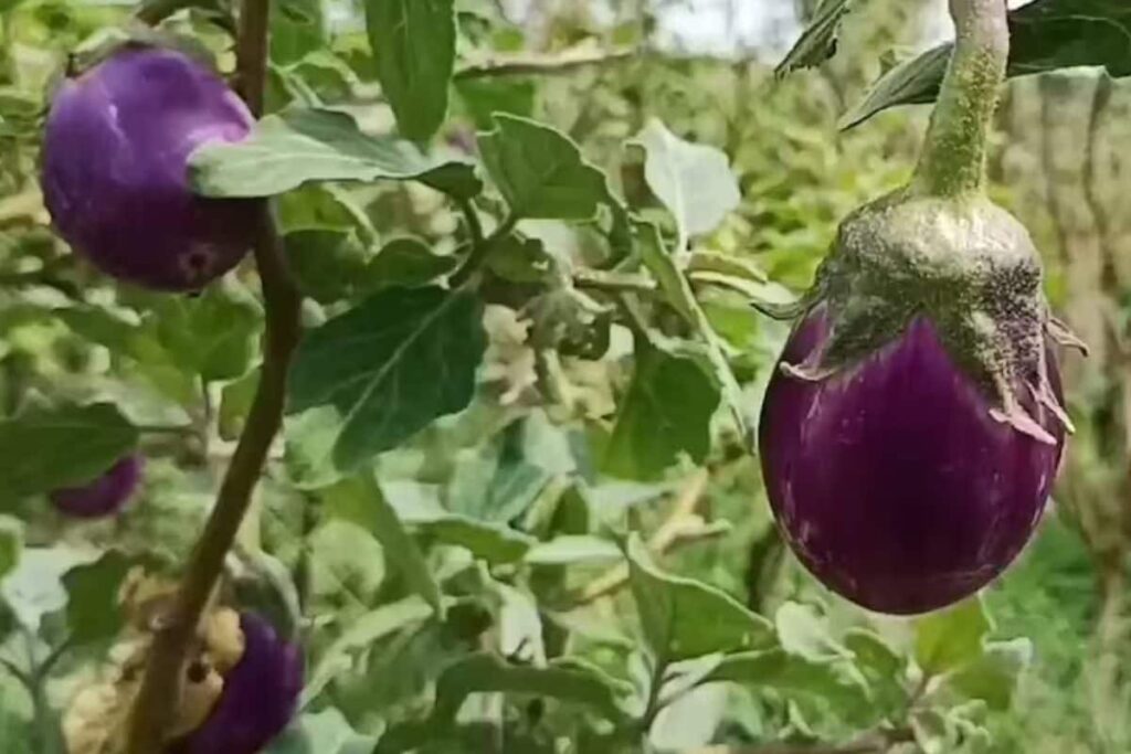 Why Manaparai Eggplant Is A Popular Harvest Among Farmers Of Tamil Nadu's Pudukottai