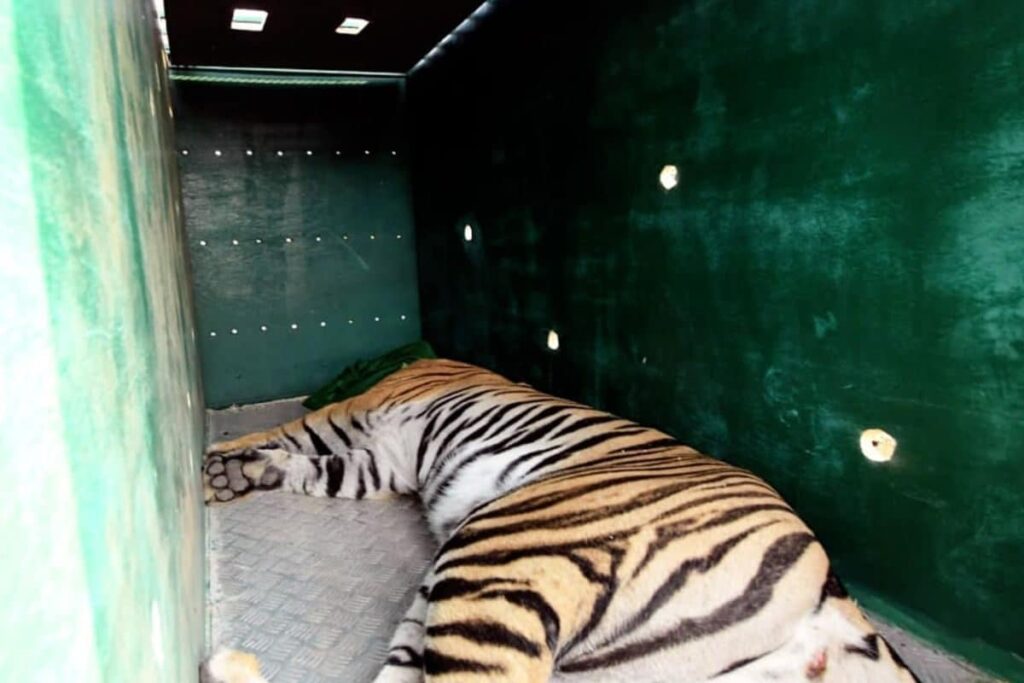 In Mysuru’s Malali Village, Tigress Rescued After 8-hour Operation