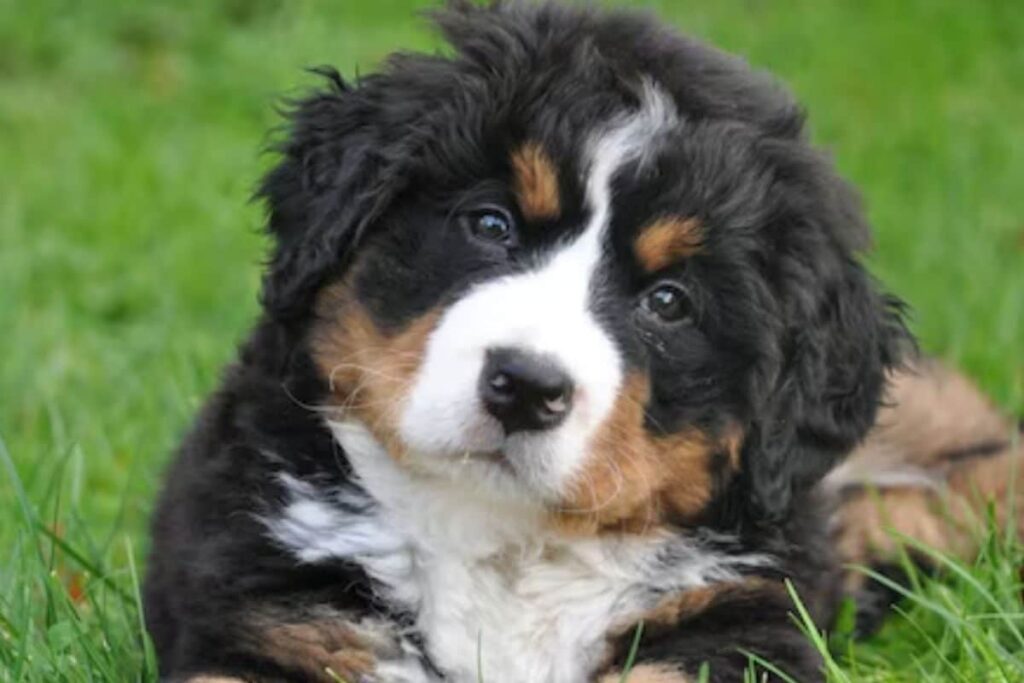 UP Judge's Pet Dog Stolen From Home, Family Accuses Neighbour's Family; Case Against Over Two Dozen People