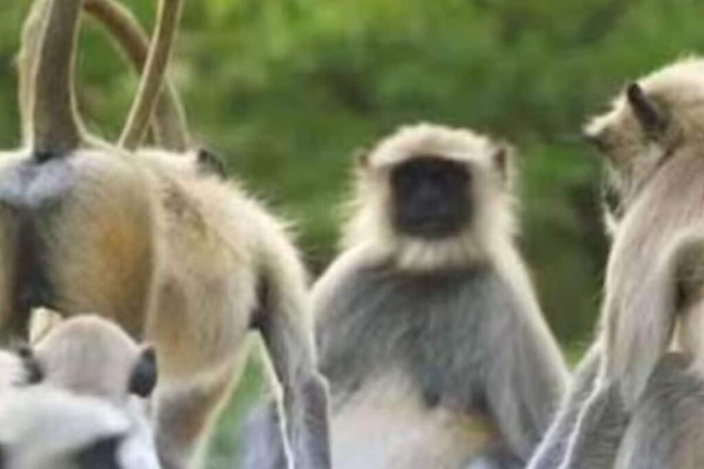 In Tamil Nadu's Tirunelveli, Forest Dept Sets Up Committee To Catch Monkeys