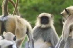 In Tamil Nadu's Tirunelveli, Forest Dept Sets Up Committee To Catch Monkeys
