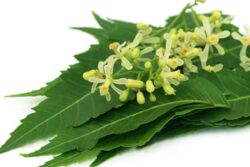 Improving Gut Health To Reducing Dandruff, Health Benefits Of Neem Flower