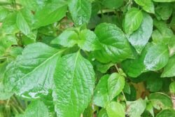 Black To White, Different Variants Of Tulsi Plants And Their Medicinal Properties