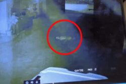 Stray Dog Thrown From Seventh Floor In Greater Noida | Video