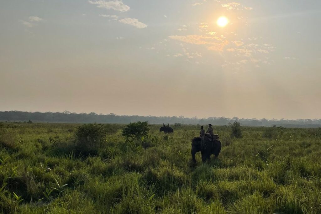 Elephant Patrolling Being Implemented To Combat Poaching In North Bengal Forests