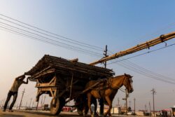 Delhi HC Asks MCD To Respond To Plea For Seizure Of Horse Drawn Carts Illegally Plying In Delhi