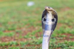 Snake Catcher Rescues 13-foot King Cobra In Uttar Kannada district of Karnataka