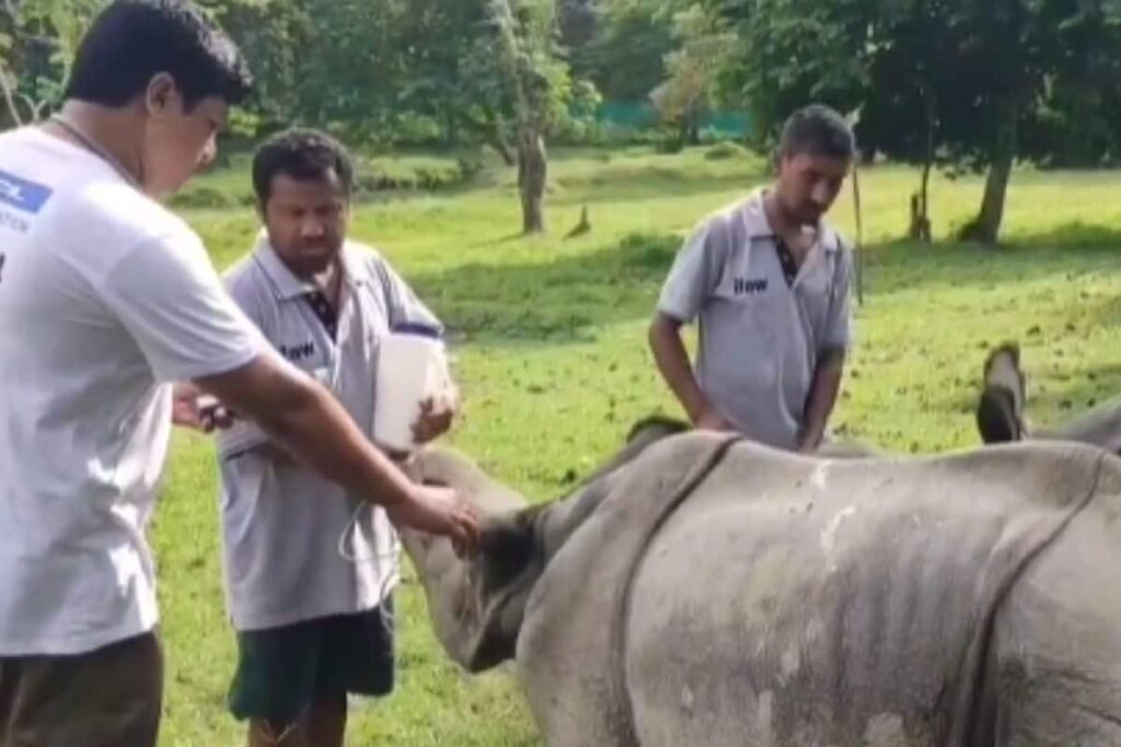In Assam, Two Baby Rhinos Set To Return To Kaziranga National Park After 3 Years