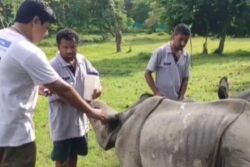 In Assam, Two Baby Rhinos Set To Return To Kaziranga National Park After 3 Years