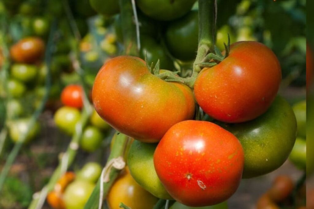 Vegetable Prices In Karnataka Double In Last Week Due To Unseasonal Rains
