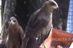 Karnataka Cardiologist Gives Reflector Belts To Pet Lover For Protection Of Stray Dogs