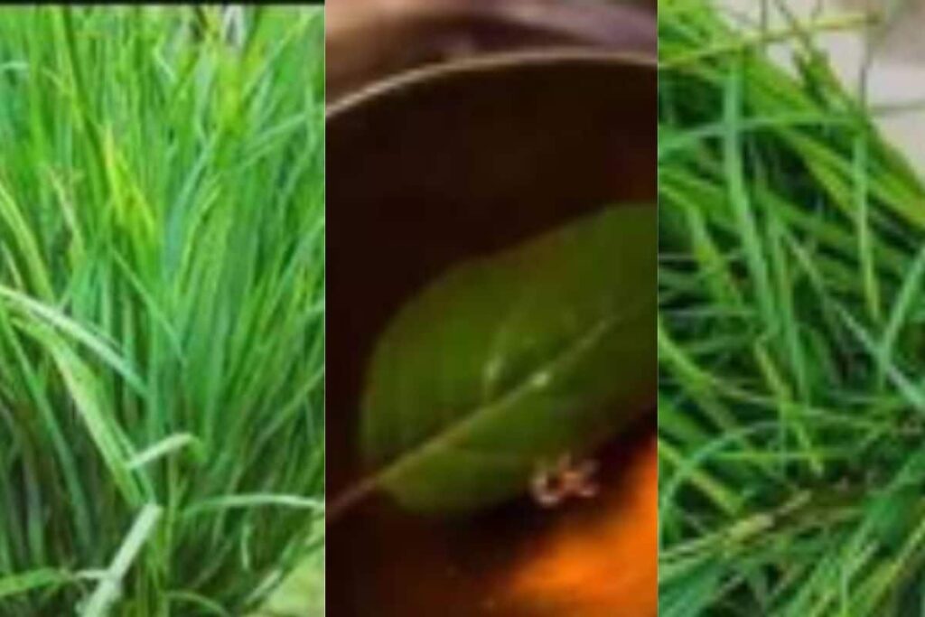 Switch To Garike Kashaya Instead Of Your Regular Tea To Boost Immunity